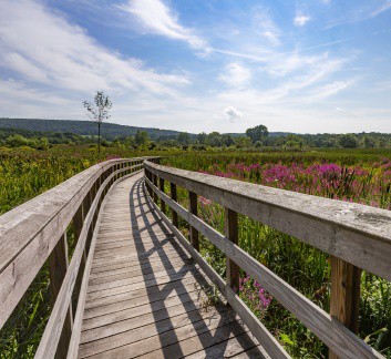 wooden bridge